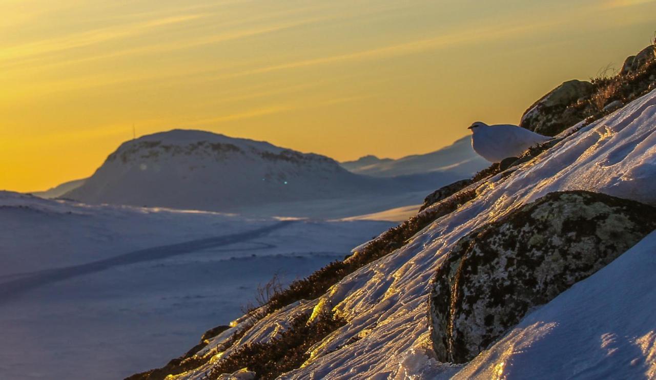 Ahma Moekki Daire Kilpisjärvi Dış mekan fotoğraf